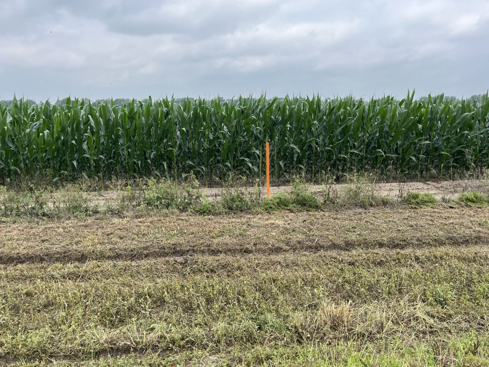 Survey marker along the Fort Bend Parkway alignment beside a cornfield