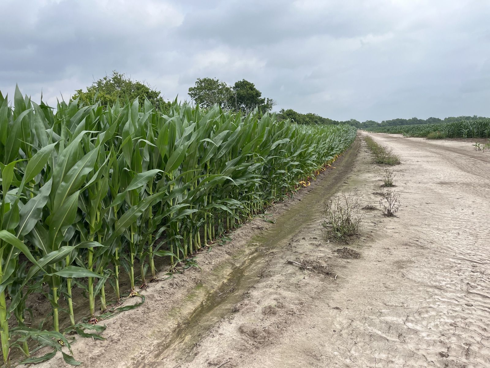 Cornfield bordering the Fort Bend Parkway alignment