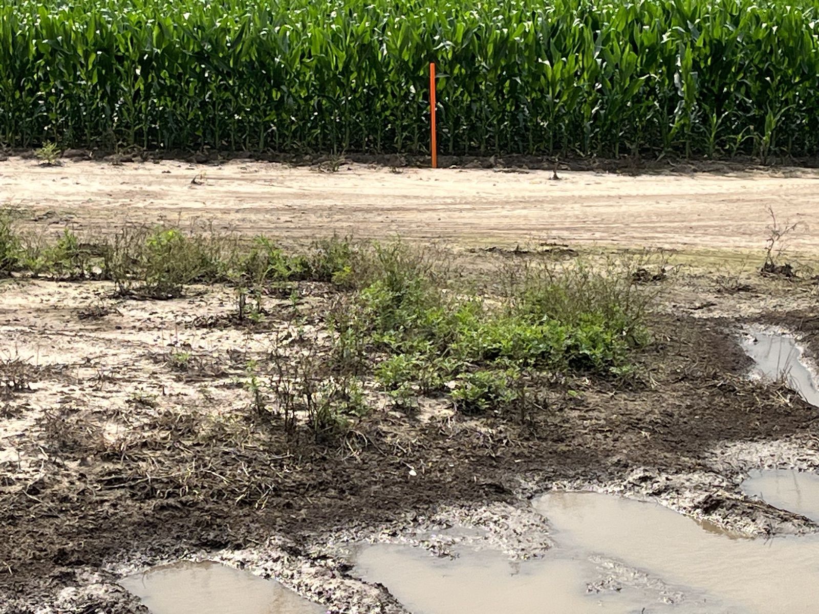 Ponded water indicating shallow groundwater along the corridor