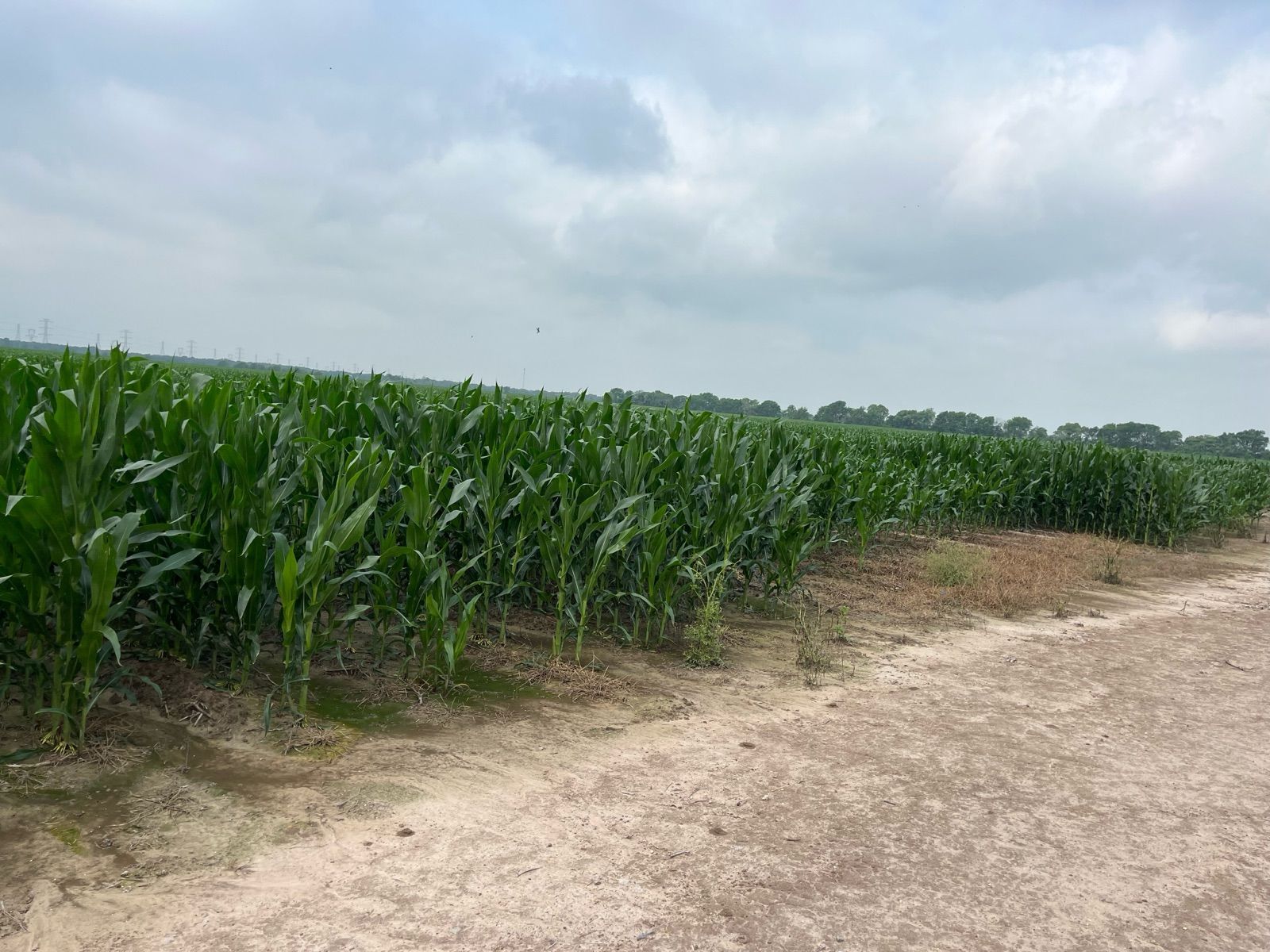 Open farmland along the future Fort Bend Parkway Segment C route