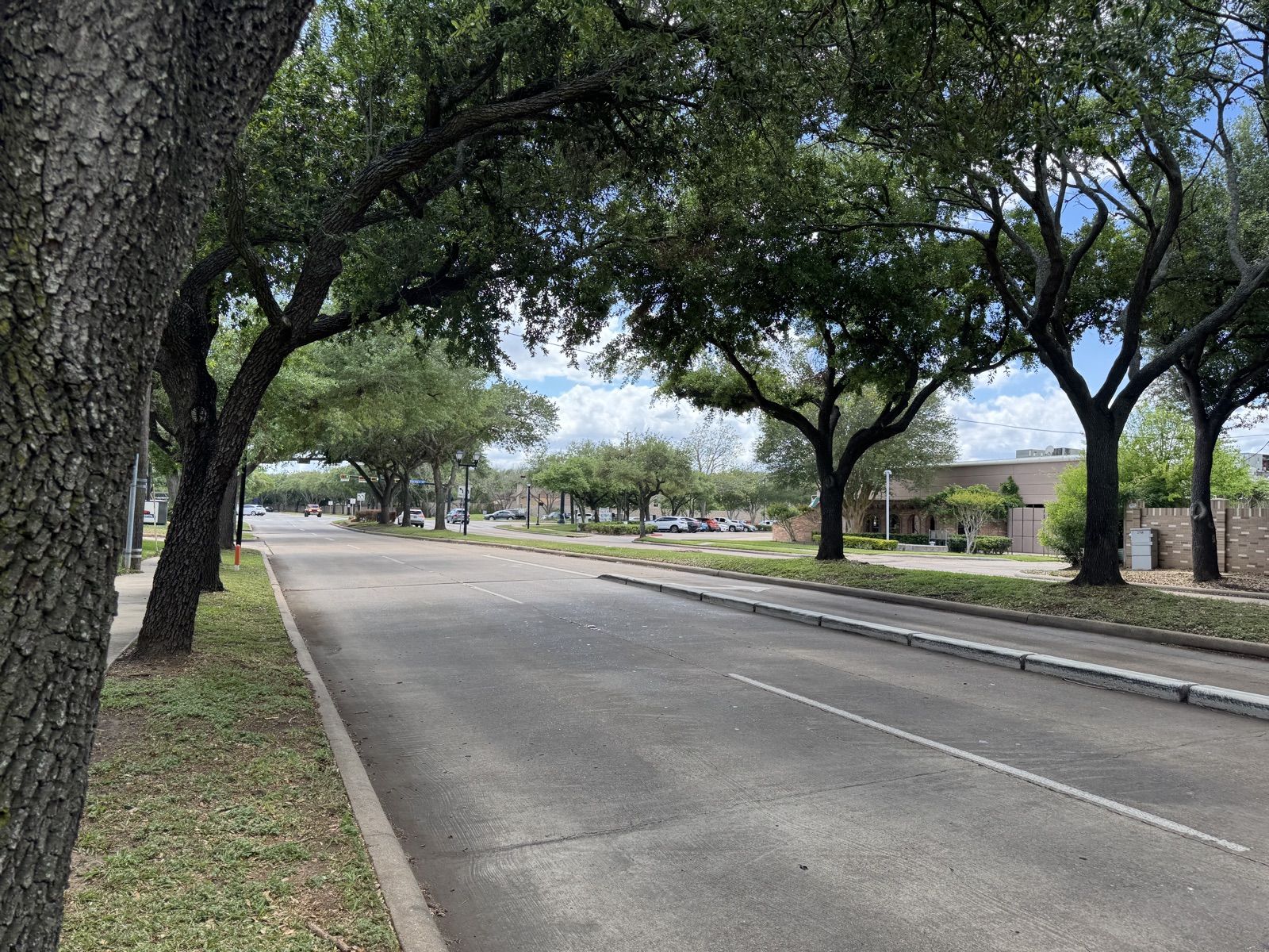 Williams Trace Boulevard looking north under the tree canopy